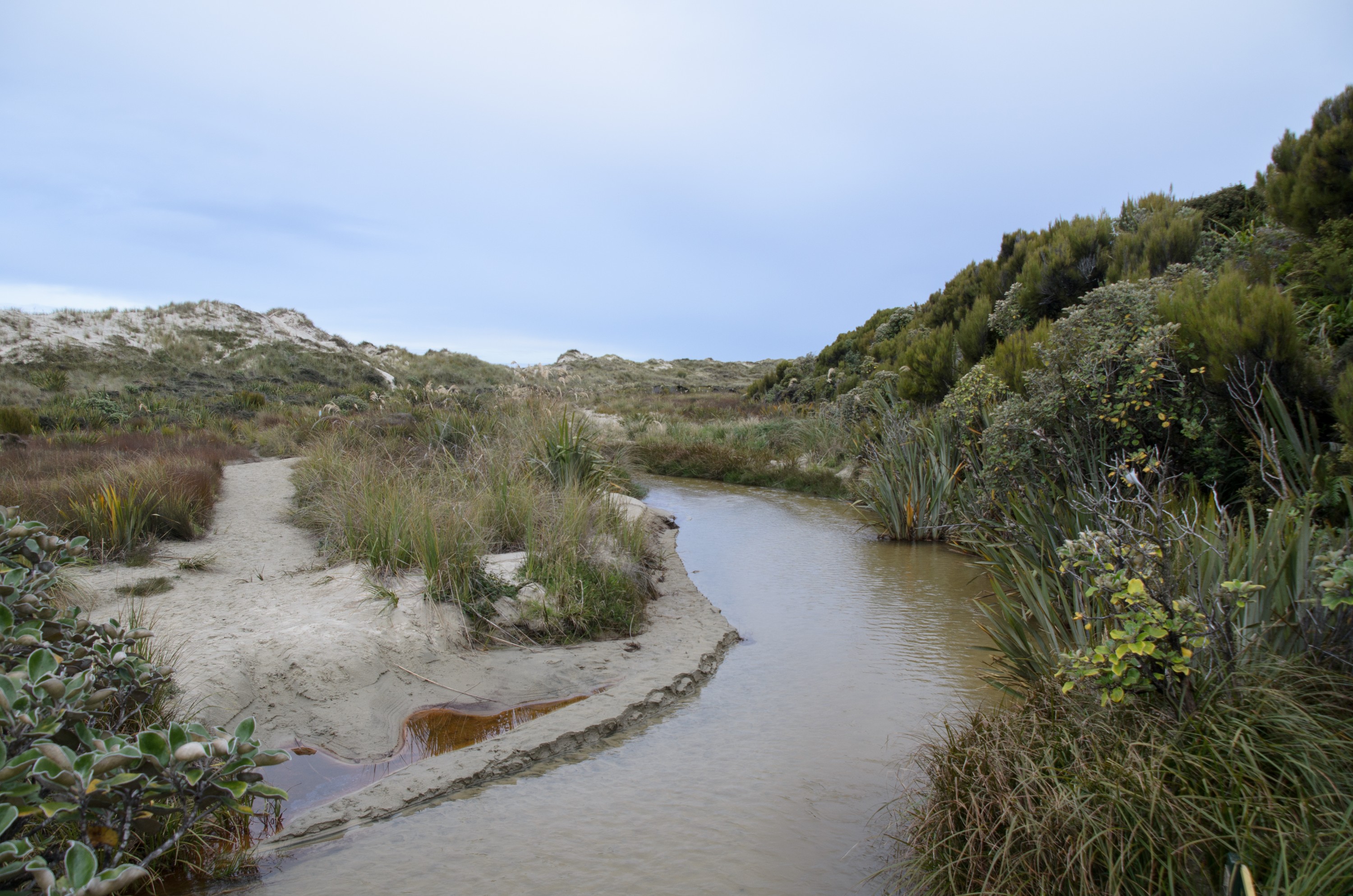 DSC_1954 – Adventure, Bay, Crispin, Island, March 2017, Mason, Mason Bay, National Park, New, New Zealand, Rakiura, South, Stewart, Zealand